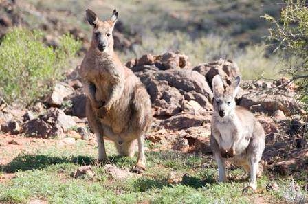 Foto offerta AUSTRALIAN OUTBACK MARATHON, immagini dell'offerta AUSTRALIAN OUTBACK MARATHON di Ovunque viaggi.